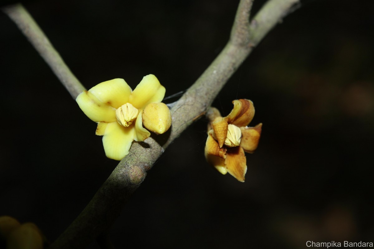 Stemonoporus kanneliyensis Kosterm.